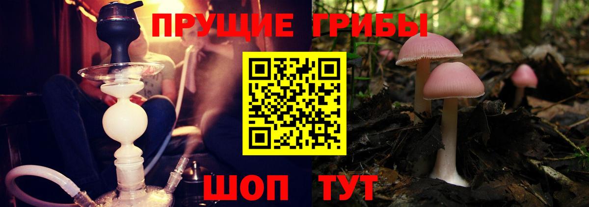 Сорочинск  продажа наркотиков  Вход с VPN  Псилоцибиновые грибы Psilocybine cubensis 